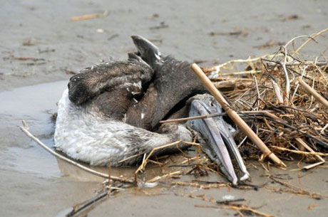 Picture 1 of Massive dead animals in Peru may be due to increased heat
