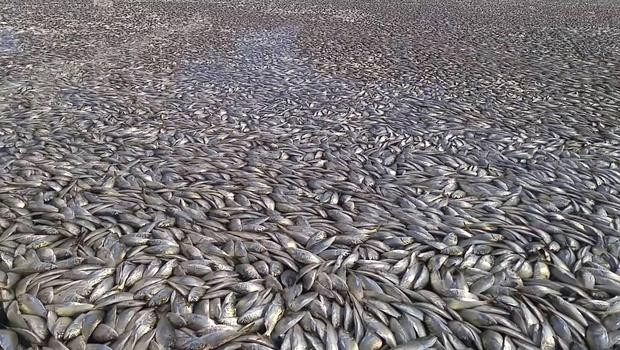 Picture 1 of Massive dead fish covered the canal in America