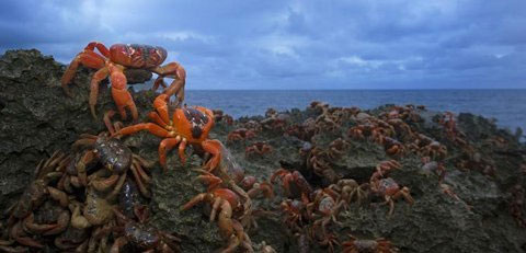 Picture 1 of Massive 'suicide' purple crabs on the island of Hawaii