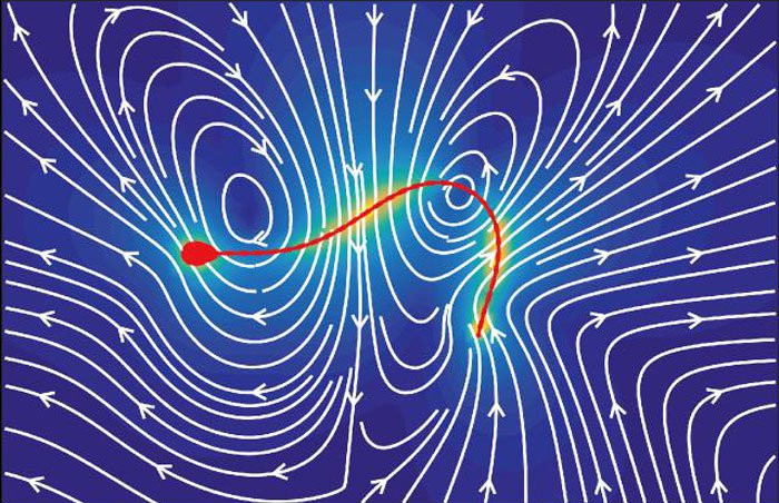Picture 2 of Math formula determines how the male sperm swimming