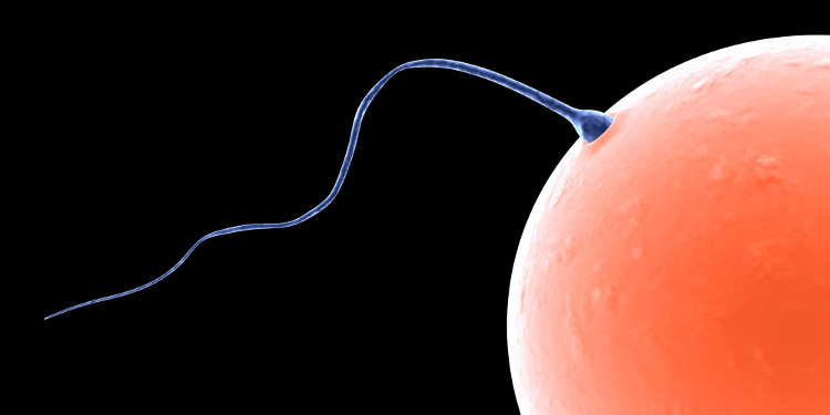 Picture 3 of Math formula determines how the male sperm swimming