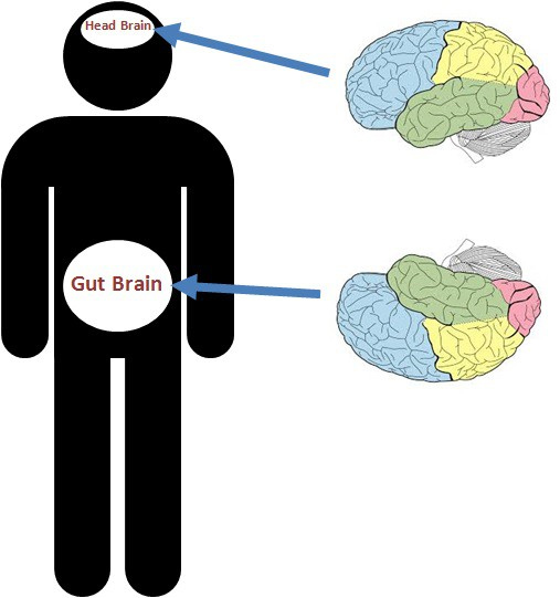 Picture 1 of Maybe you don't know: Our bodies have two brains!