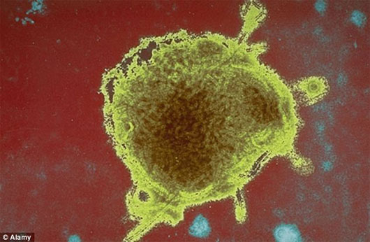 Picture 1 of Measles virus can cure cancer?