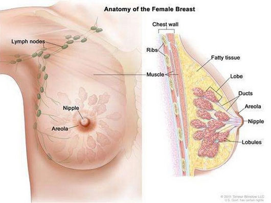 Picture 1 of Measures to help breast cancer patients avoid premature menopause