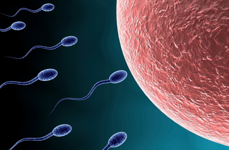 Picture 1 of Mechanism to control sperm activity, promising birth control pills for men