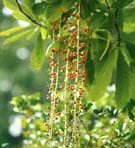 Picture 1 of Medicine taste from sesame buds