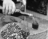 Picture 2 of Medicines from animal bile