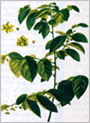 Picture 1 of Medicines from vegetable plants