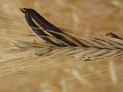 Medieval chicken rot images 1