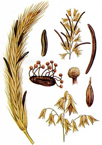 Medieval chicken rot images 2