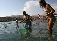 Picture 1 of Mediterranean alarm jellyfish