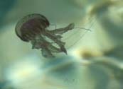 Picture 2 of Mediterranean alarm jellyfish