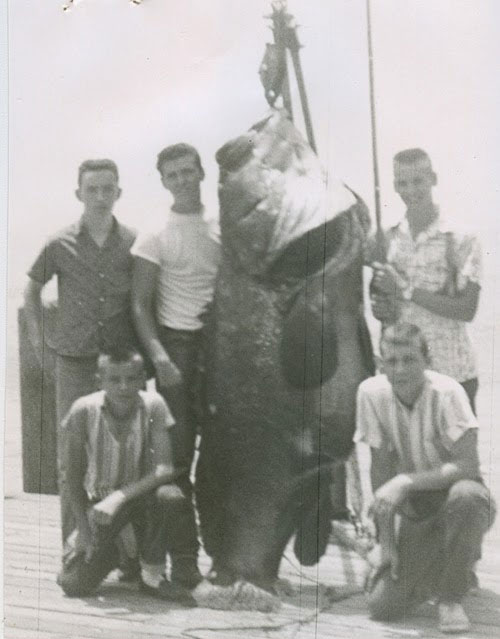 Picture 2 of Meet giant 2.7m long grouper, weighs 400kg