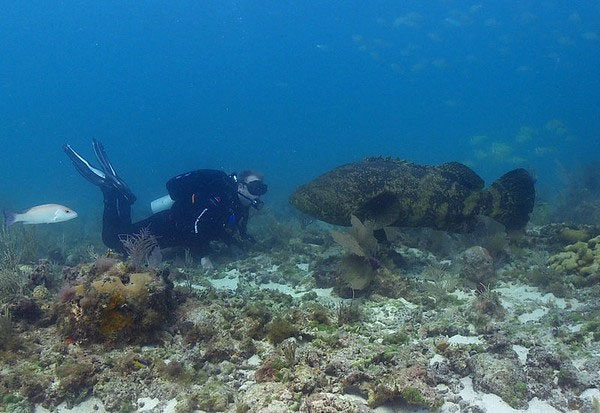 Picture 3 of Meet giant 2.7m long grouper, weighs 400kg