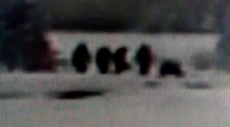 Picture 1 of Meet the Bigfoot monster family in the American National Park?