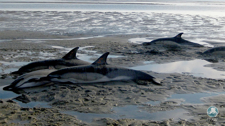 Picture 3 of Meet the dolphins stranded, never drop them back naturally because ...