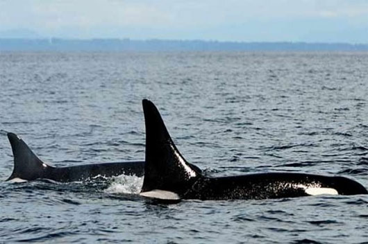 Picture 1 of Meet the hundred-year-old whale, the longest living in the world