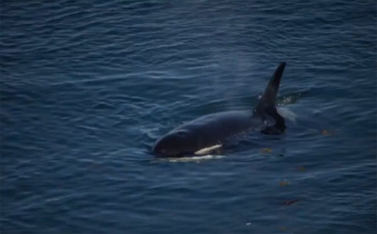 Picture 2 of Meet the hundred-year-old whale, the longest living in the world