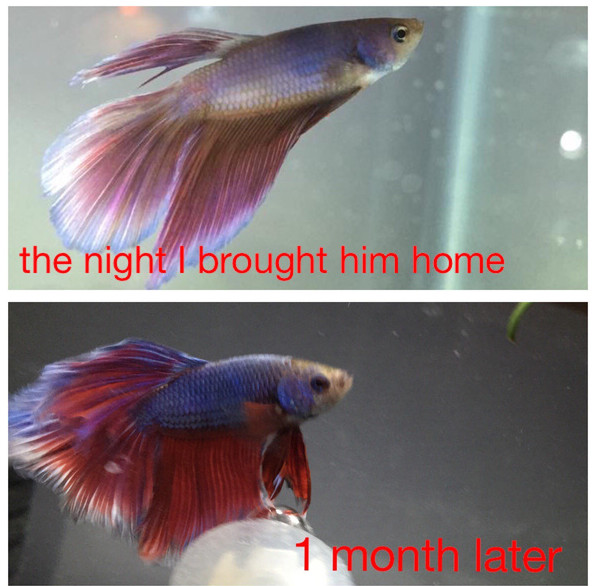 Picture 4 of Meet the only fish species in the world that can