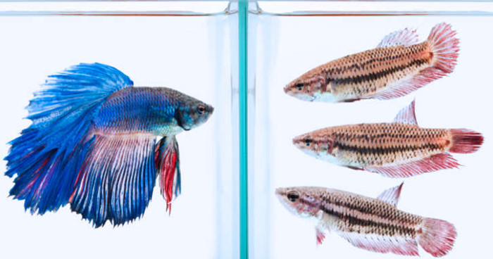 Picture 5 of Meet the only fish species in the world that can