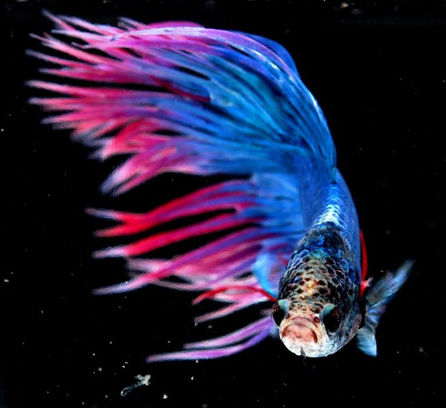 Picture 6 of Meet the only fish species in the world that can