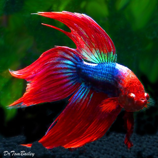 Picture 7 of Meet the only fish species in the world that can