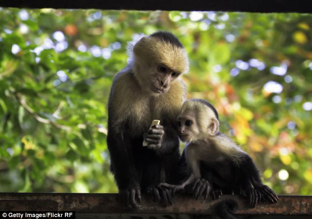 Picture 2 of Meet the woman 'living with the monkeys' in the forest from the age of 5