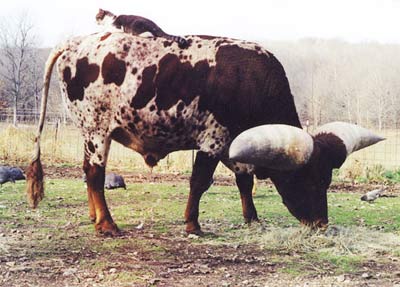 Meet the world's greatest horned cow images 1