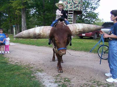 Meet the world's greatest horned cow images 2