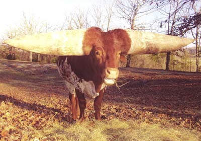 Meet the world's greatest horned cow images 3