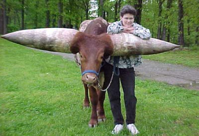 Meet the world's greatest horned cow images 4