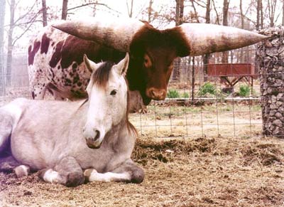 Meet the world's greatest horned cow images 5