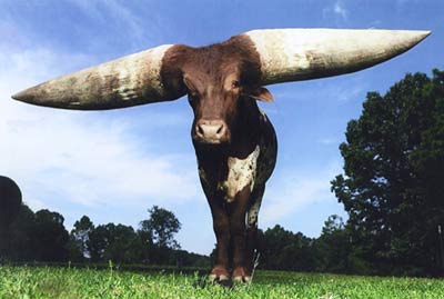 Meet the world's greatest horned cow images 6