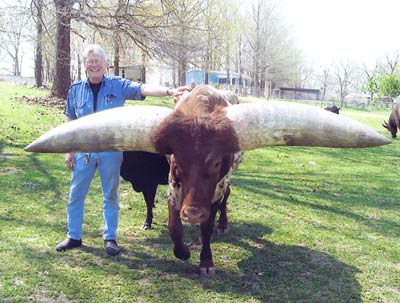 Meet the world's greatest horned cow images 7