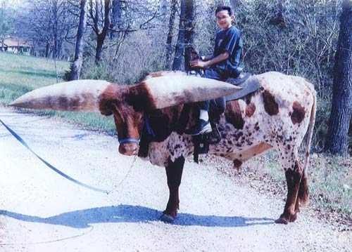 Meet the world's greatest horned cow images 8