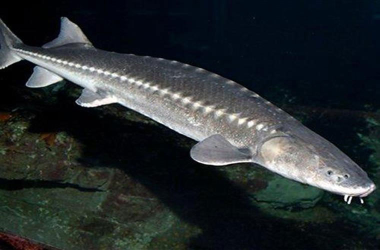 Picture 8 of Mekong River fish ranked