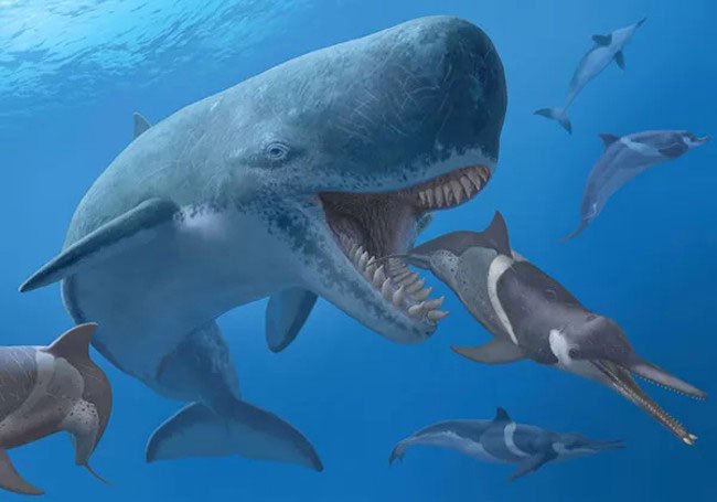 Melvillei Ancient Whale - A nightmare of super shark Megalodon images 1