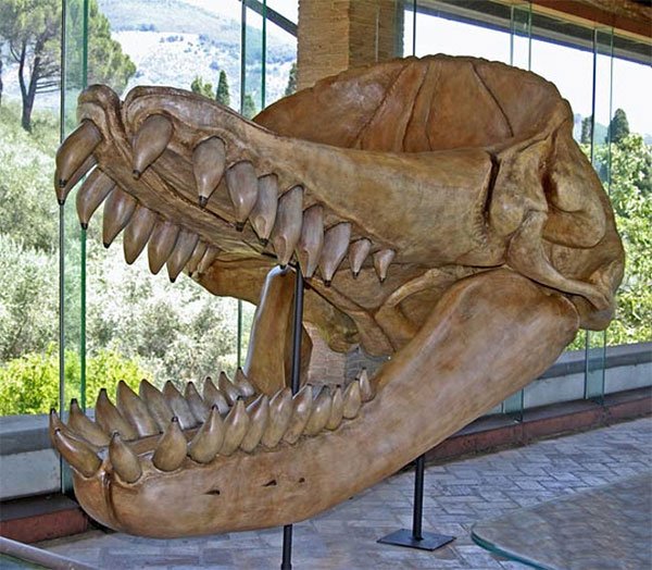 Melvillei Ancient Whale - A nightmare of super shark Megalodon images 2
