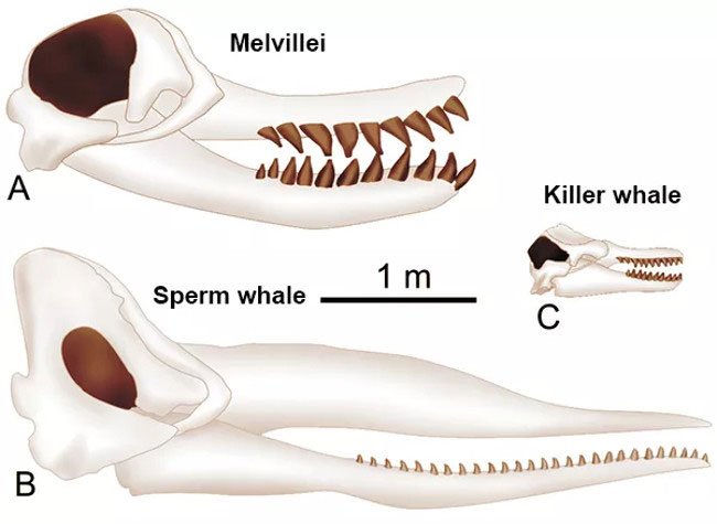 Melvillei Ancient Whale - A nightmare of super shark Megalodon