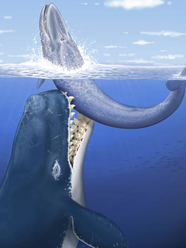 Melvillei Ancient Whale - A nightmare of super shark Megalodon images 4
