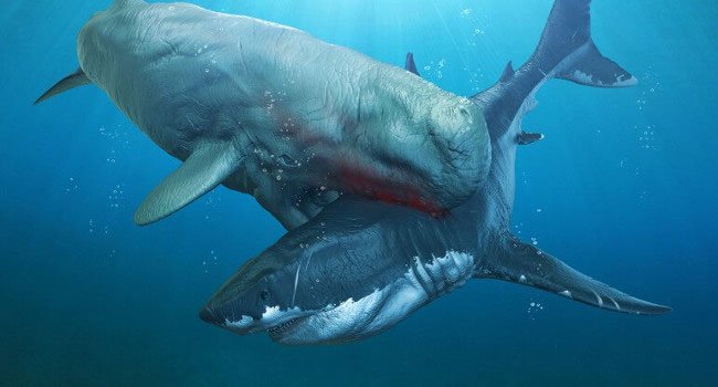 Melvillei Ancient Whale - A nightmare of super shark Megalodon images 5