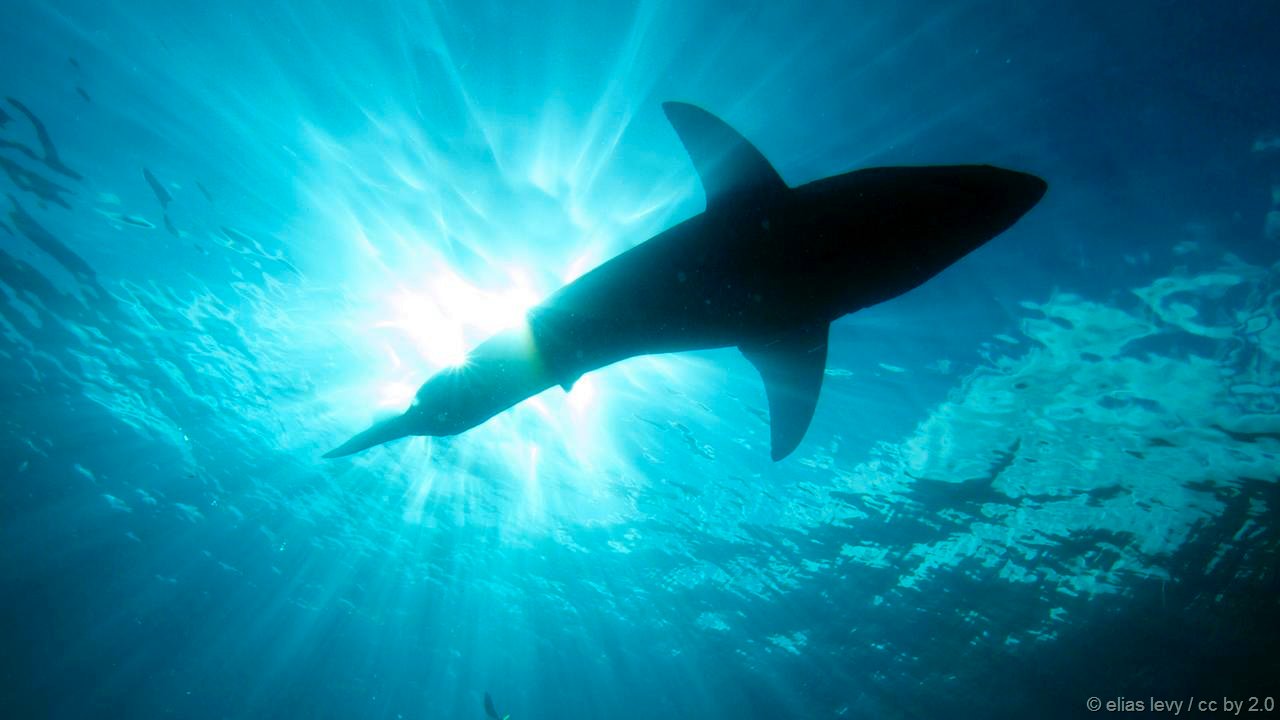 Picture 5 of 'Memorable' and 'smart' like sharks