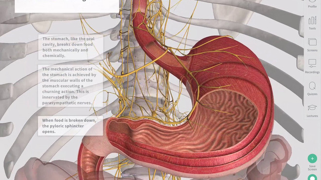 Picture 3 of Memory of the digestive system helps us remember where we used to eat