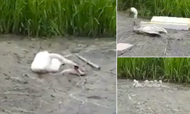 Picture 1 of Merciful swan trying to save you from drowning in garbage