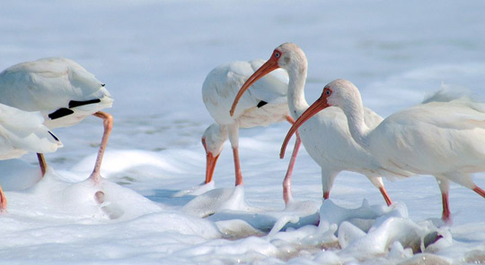 Picture 1 of Mercury makes white storks become gay