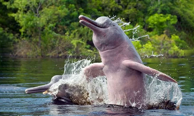 Picture 1 of Mercury river dolphins are poisoned with mercury
