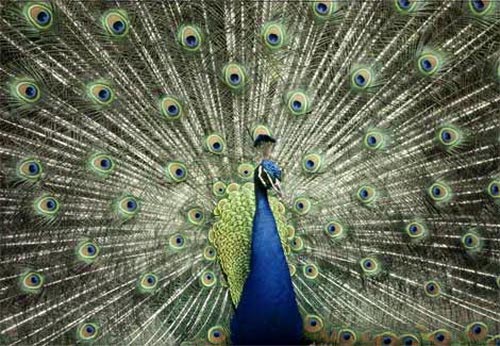 Picture 4 of Messages from animal colors