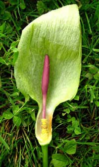 Picture 1 of Metamorphosis of plants