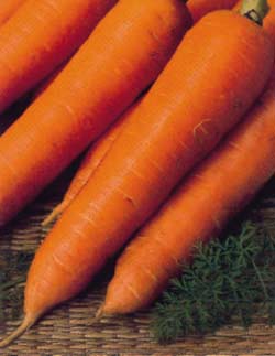 Picture 1 of Method of growing Japanese carrots