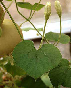 Picture 1 of Method of growing Japanese loofah